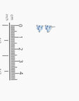 Size chart showing the 6×6 mm Aquamarine heart stud earrings.